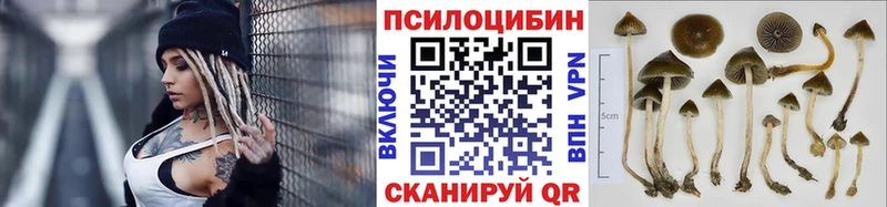 Псилоцибиновые грибы Cubensis Качканар